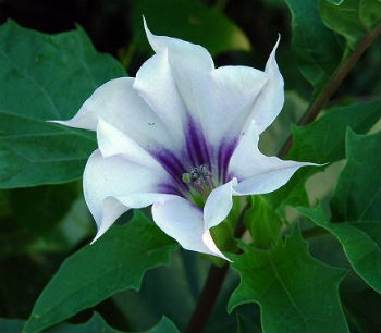 (image for) Datura 'Violet Stramonium' 5 Seeds - Click Image to Close
